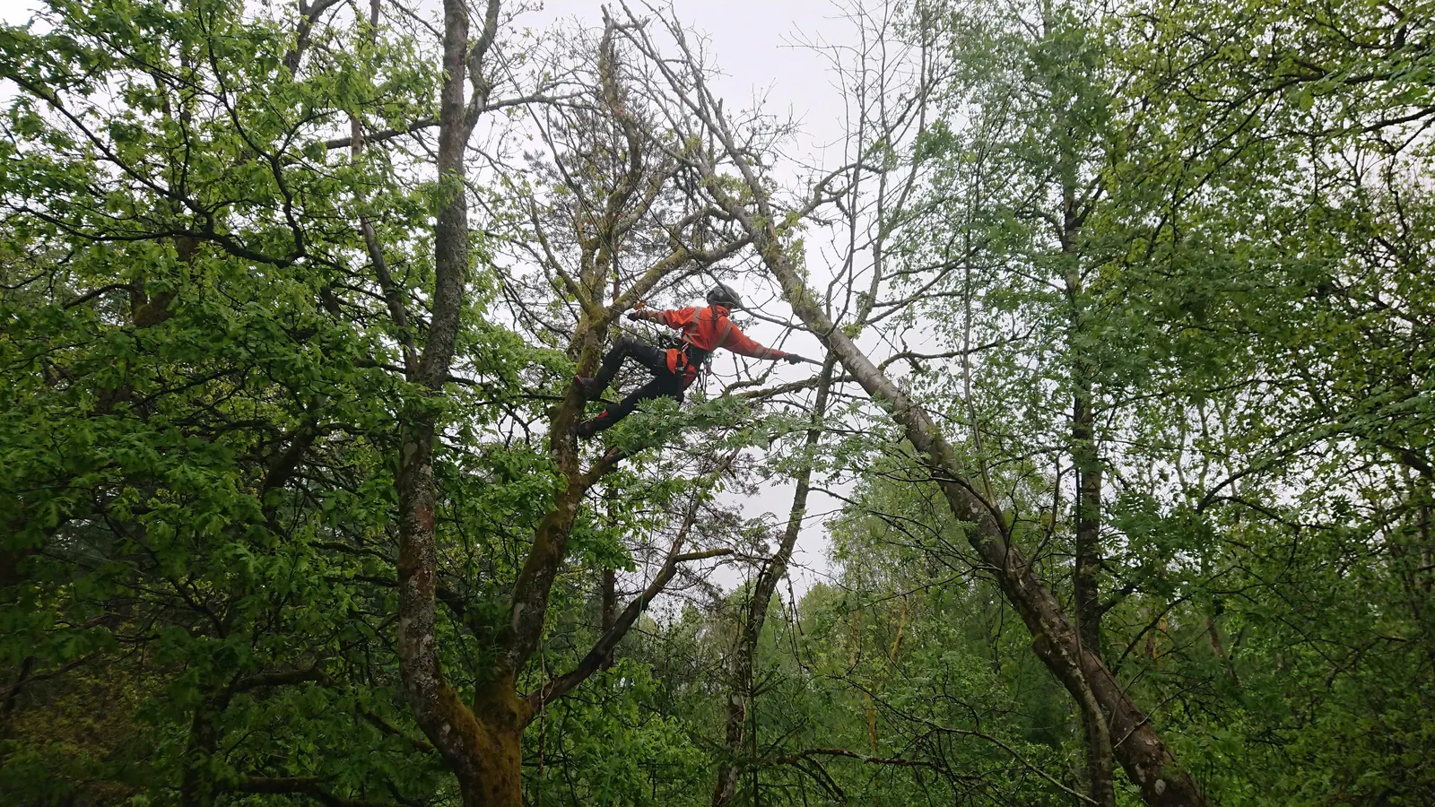Arborist arbetar högt uppe i ett lövträd