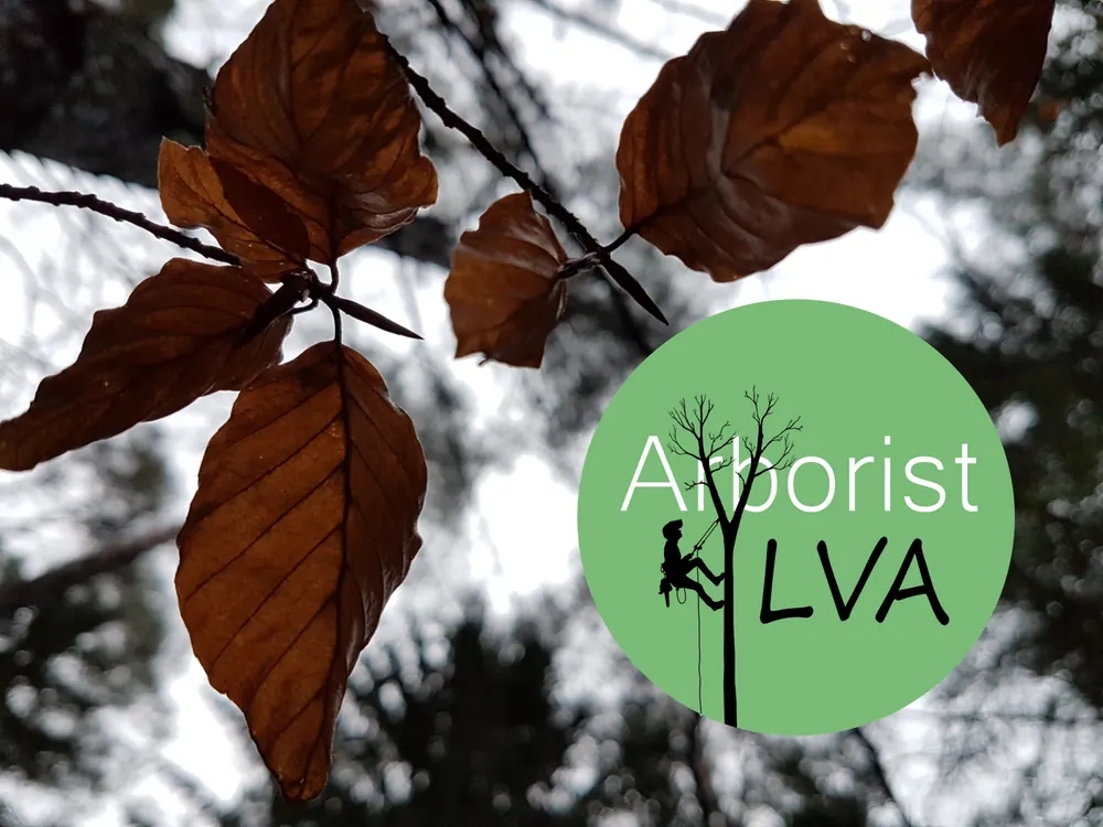 Arborist Ylvas ursprungliga profilbild och logotyp
